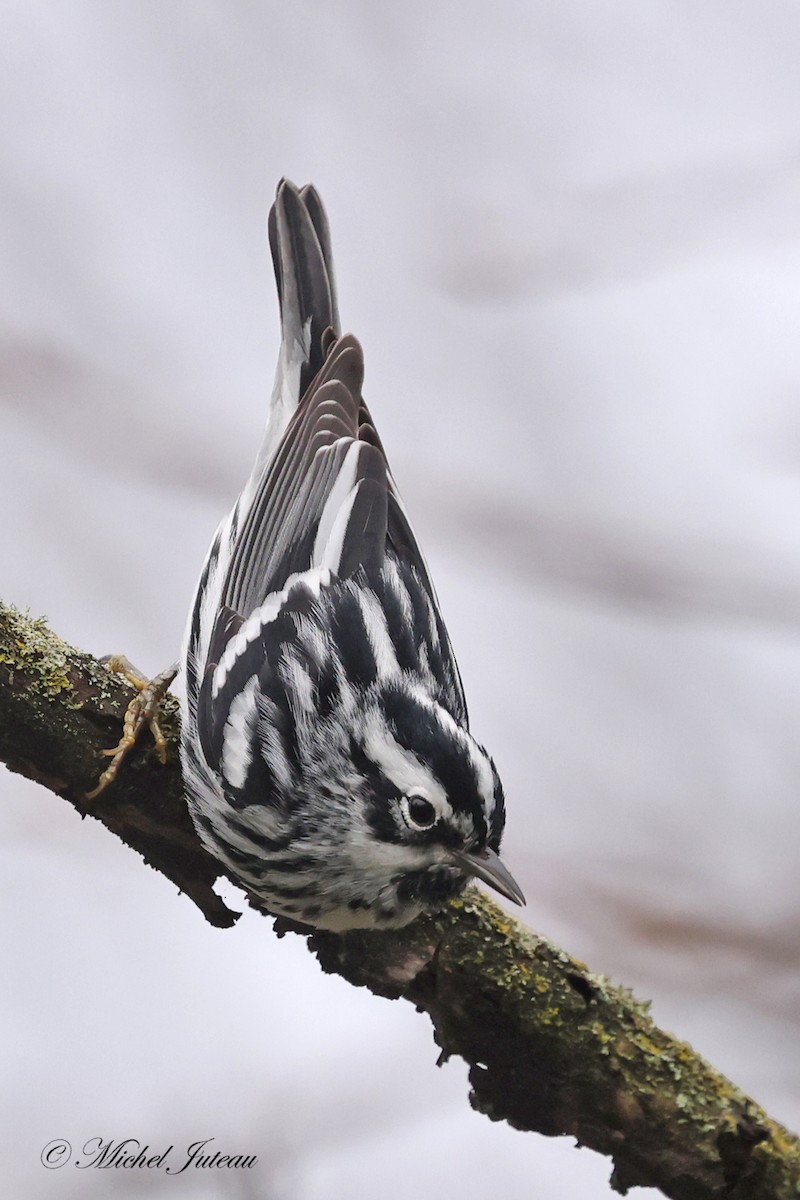 Black-and-white Warbler - ML618163997