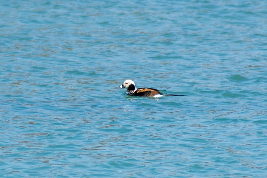 Long-tailed Duck - ML618164018