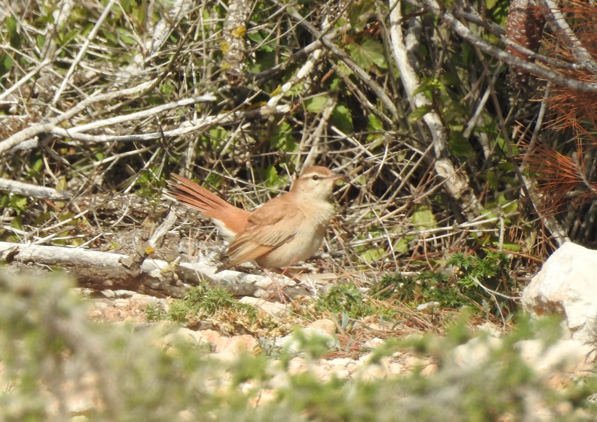 Rufous-tailed Scrub-Robin - ML618164058