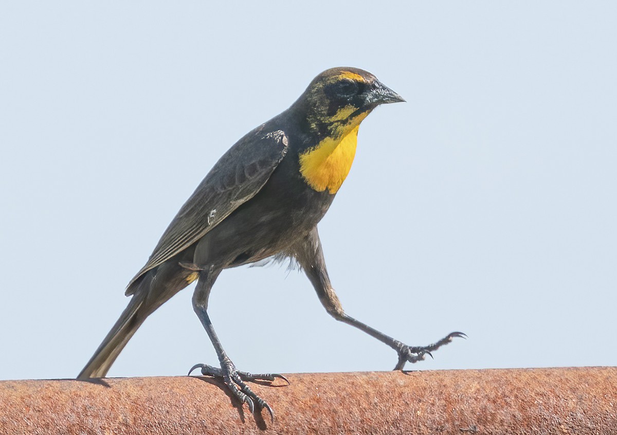Yellow-headed Blackbird - ML618164065