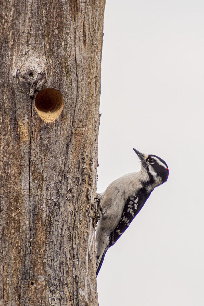 Downy Woodpecker - ML618164071