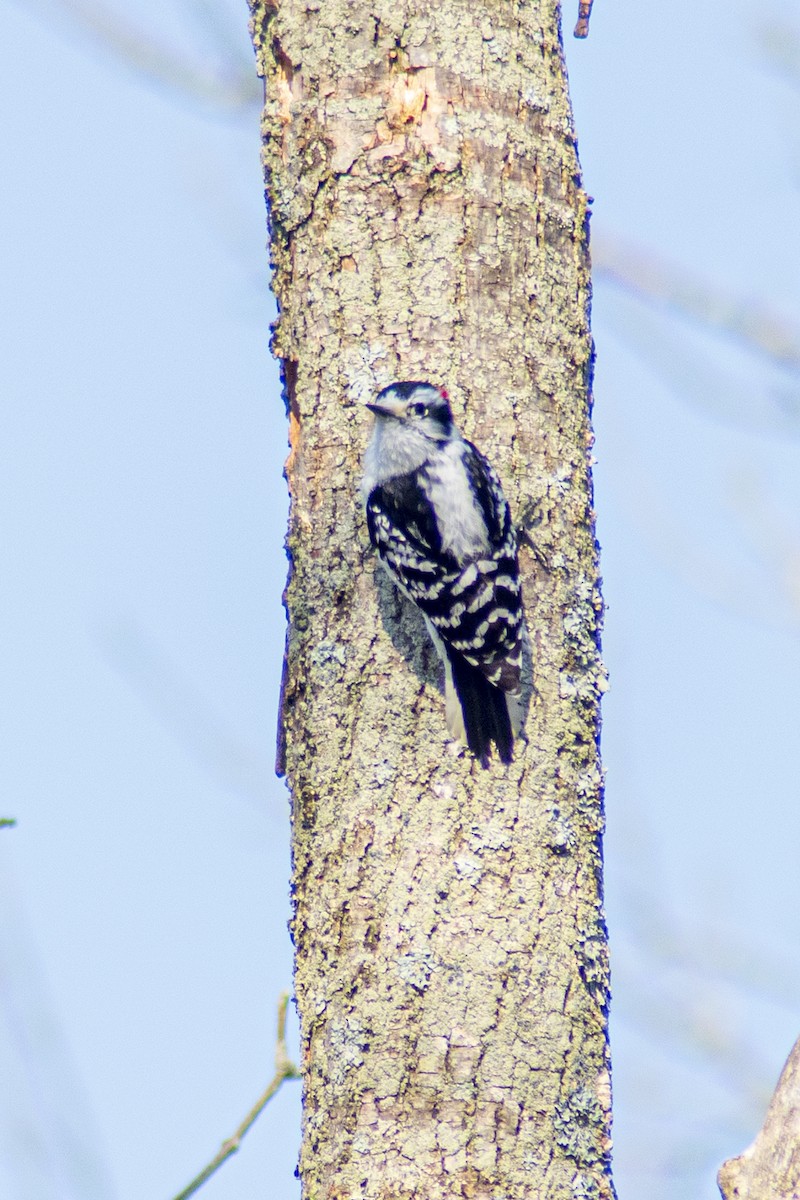 Downy Woodpecker - ML618164072