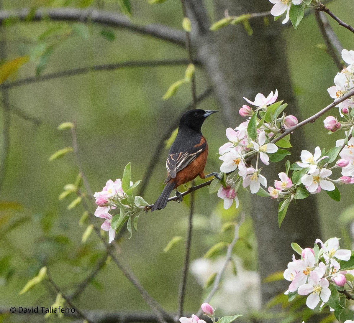 Orchard Oriole - ML618164084