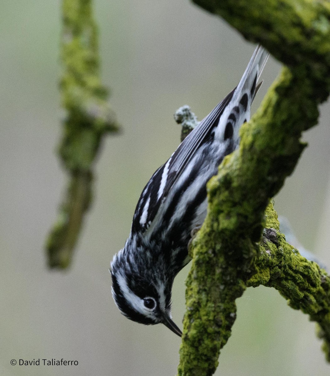 Black-and-white Warbler - David Taliaferro