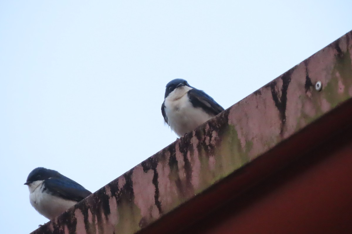 Blue-and-white Swallow - stuart varney