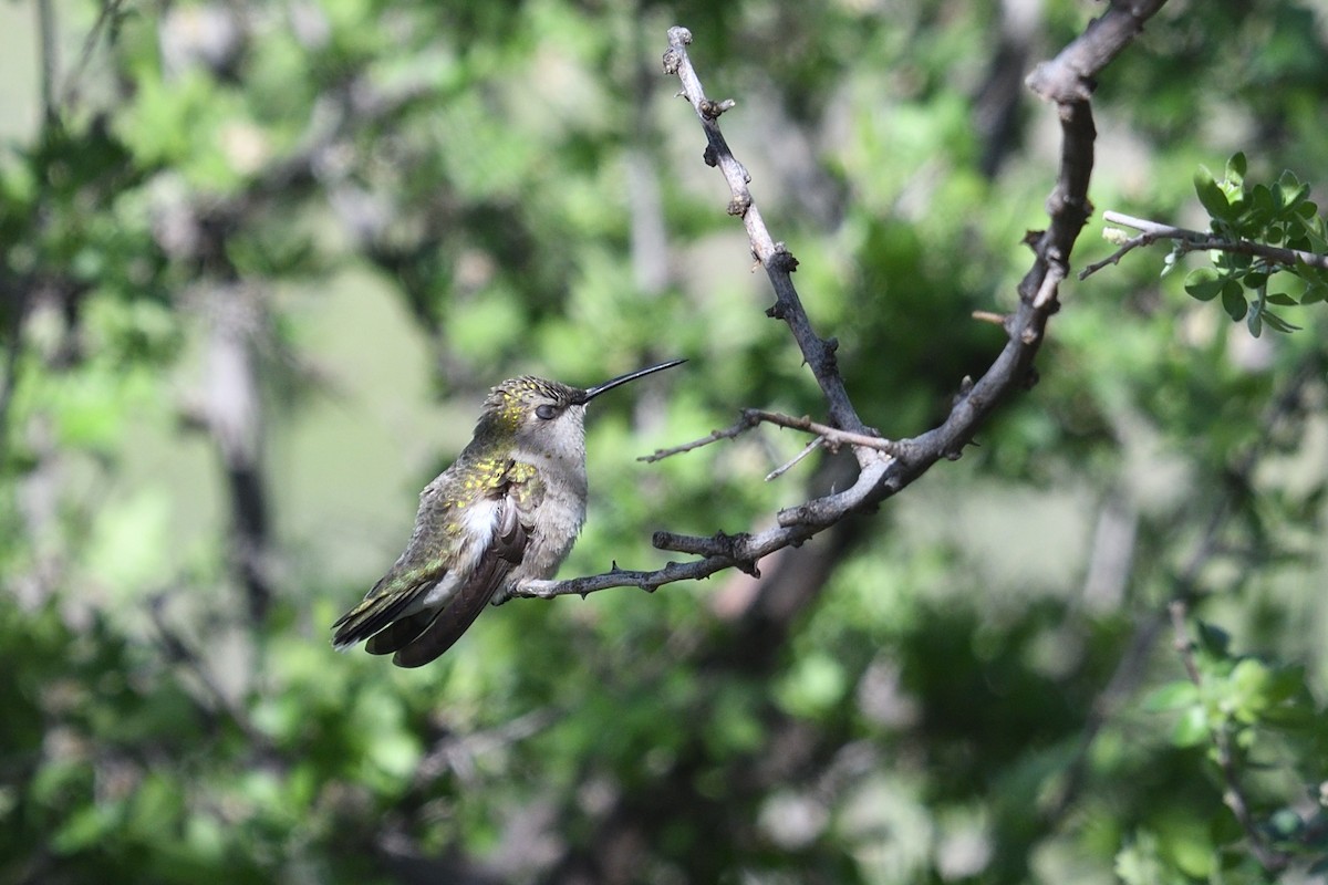 Black-chinned Hummingbird - ML618164110