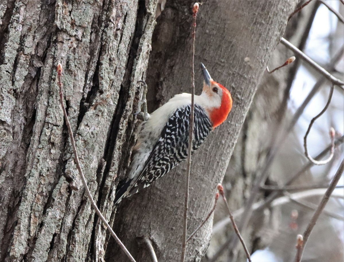 Red-bellied Woodpecker - Daniel Laforce