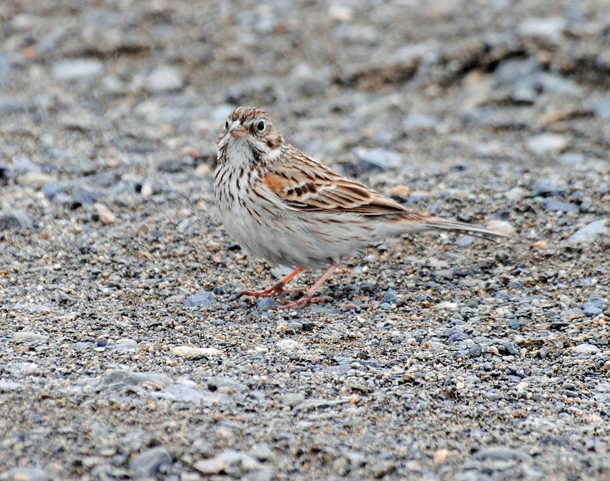 Vesper Sparrow - R DeYoung