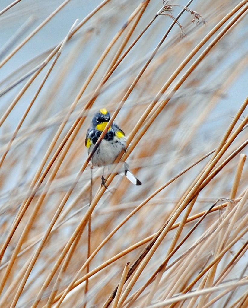 Yellow-rumped Warbler (Audubon's) - R DeYoung
