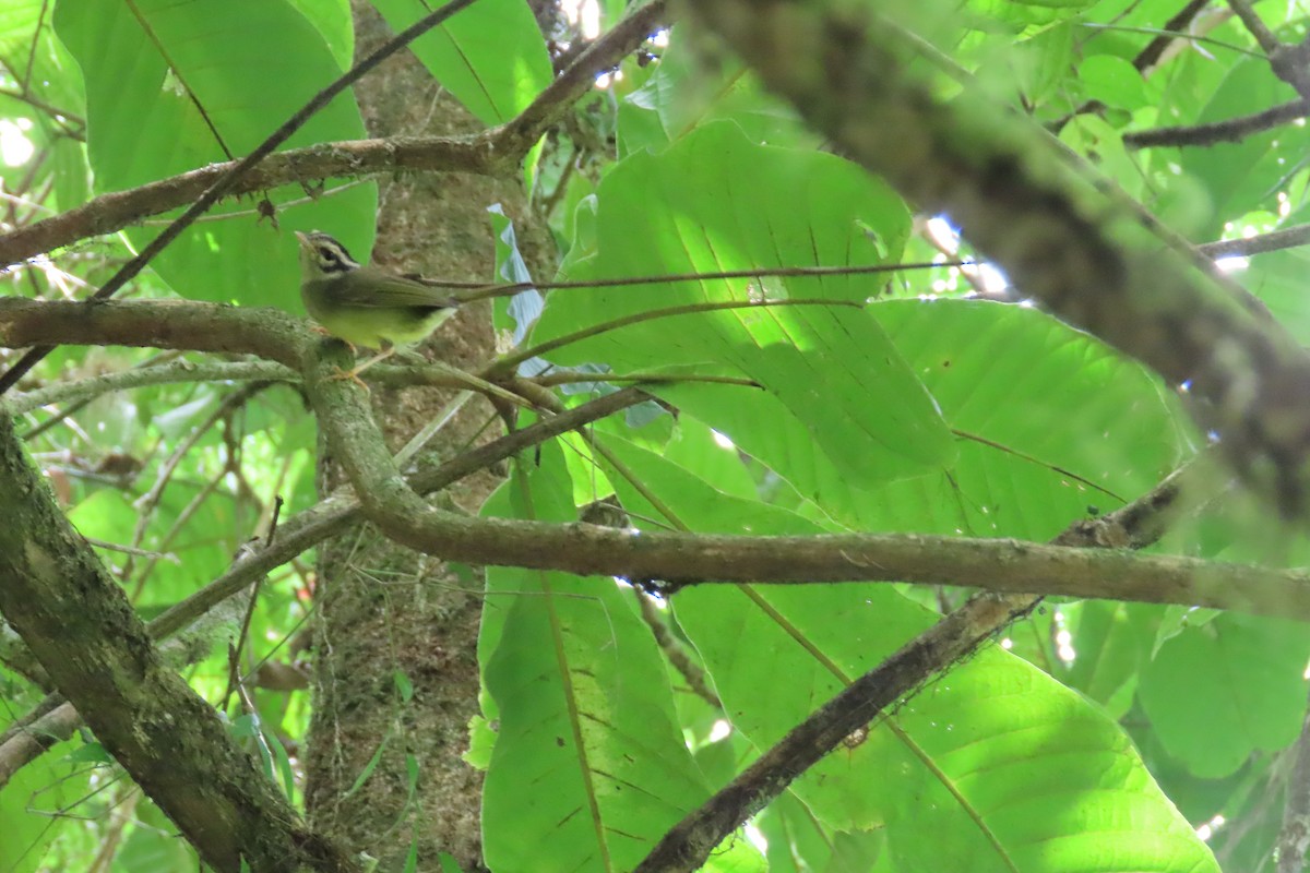 Costa Rican Warbler - ML618164189