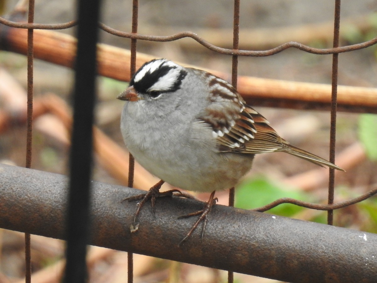 White-crowned Sparrow - ML618164216