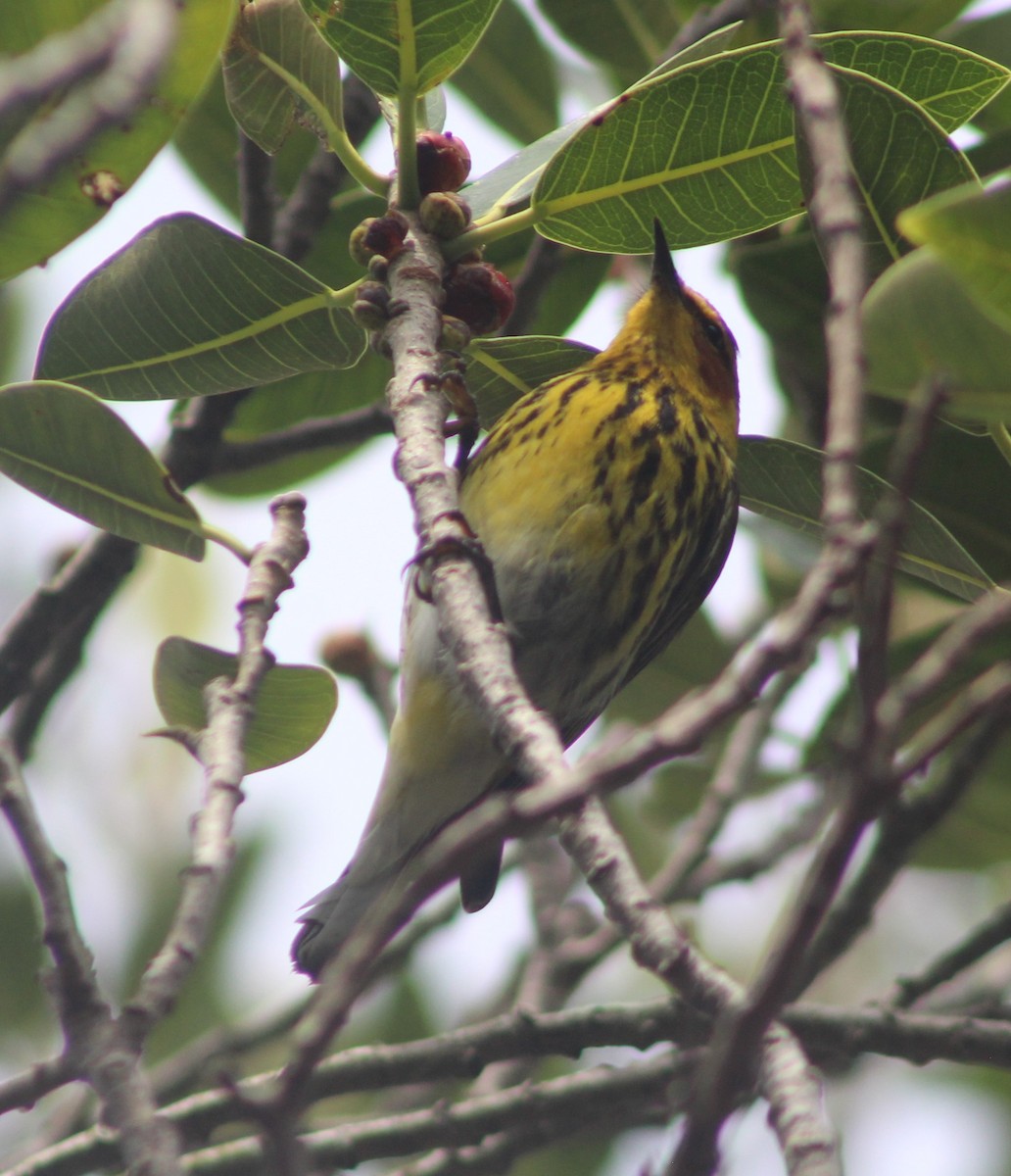 Cape May Warbler - Anna Nesterovich