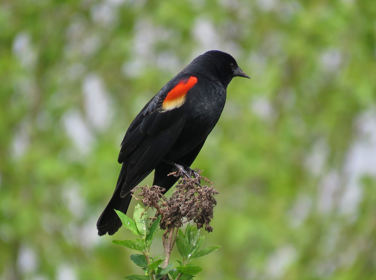 Red-winged Blackbird - Thomas Schultz