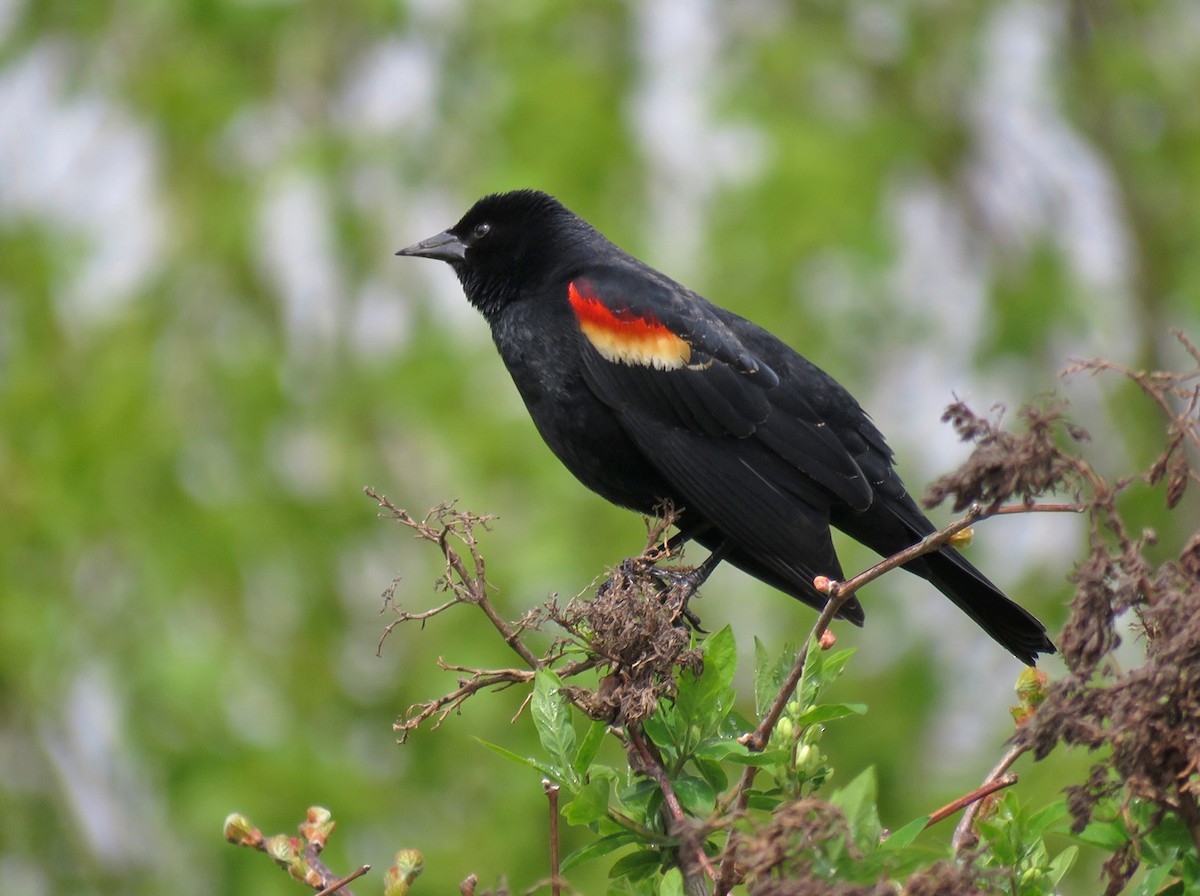 Red-winged Blackbird - Thomas Schultz