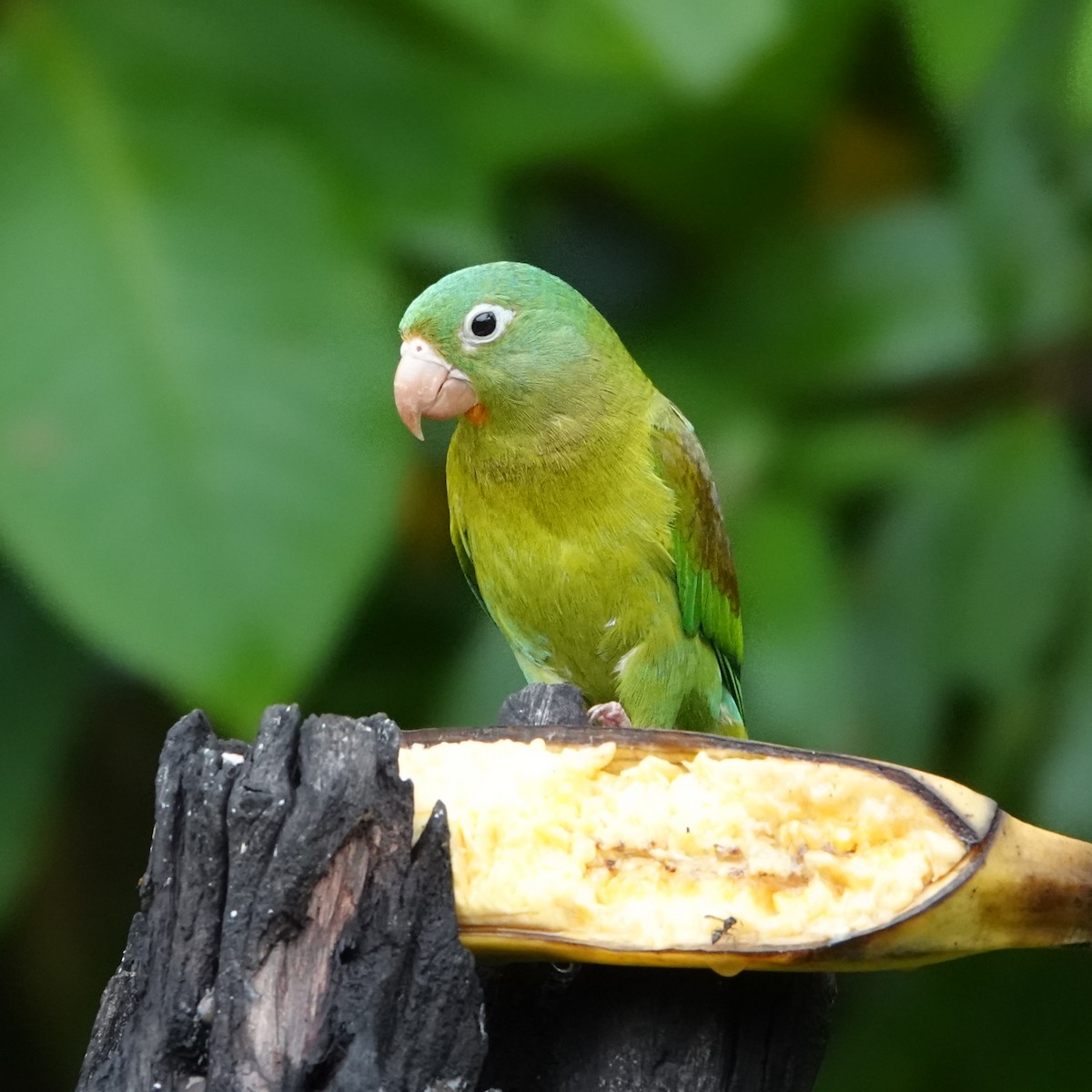 Orange-chinned Parakeet - Jana Lagan
