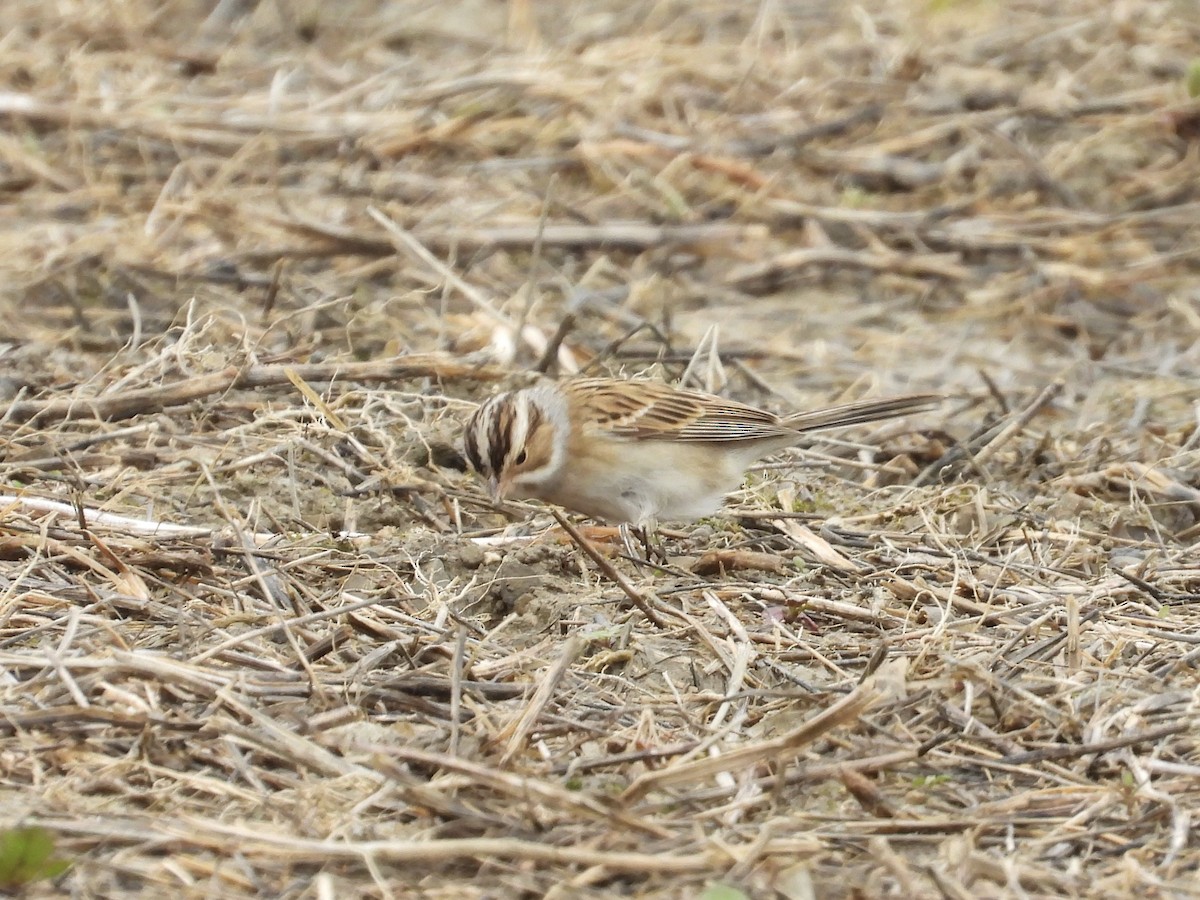 Clay-colored Sparrow - ML618164279