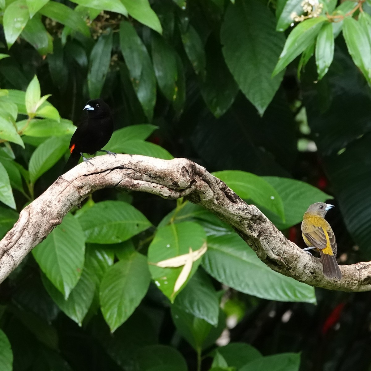 Scarlet-rumped Tanager - ML618164325
