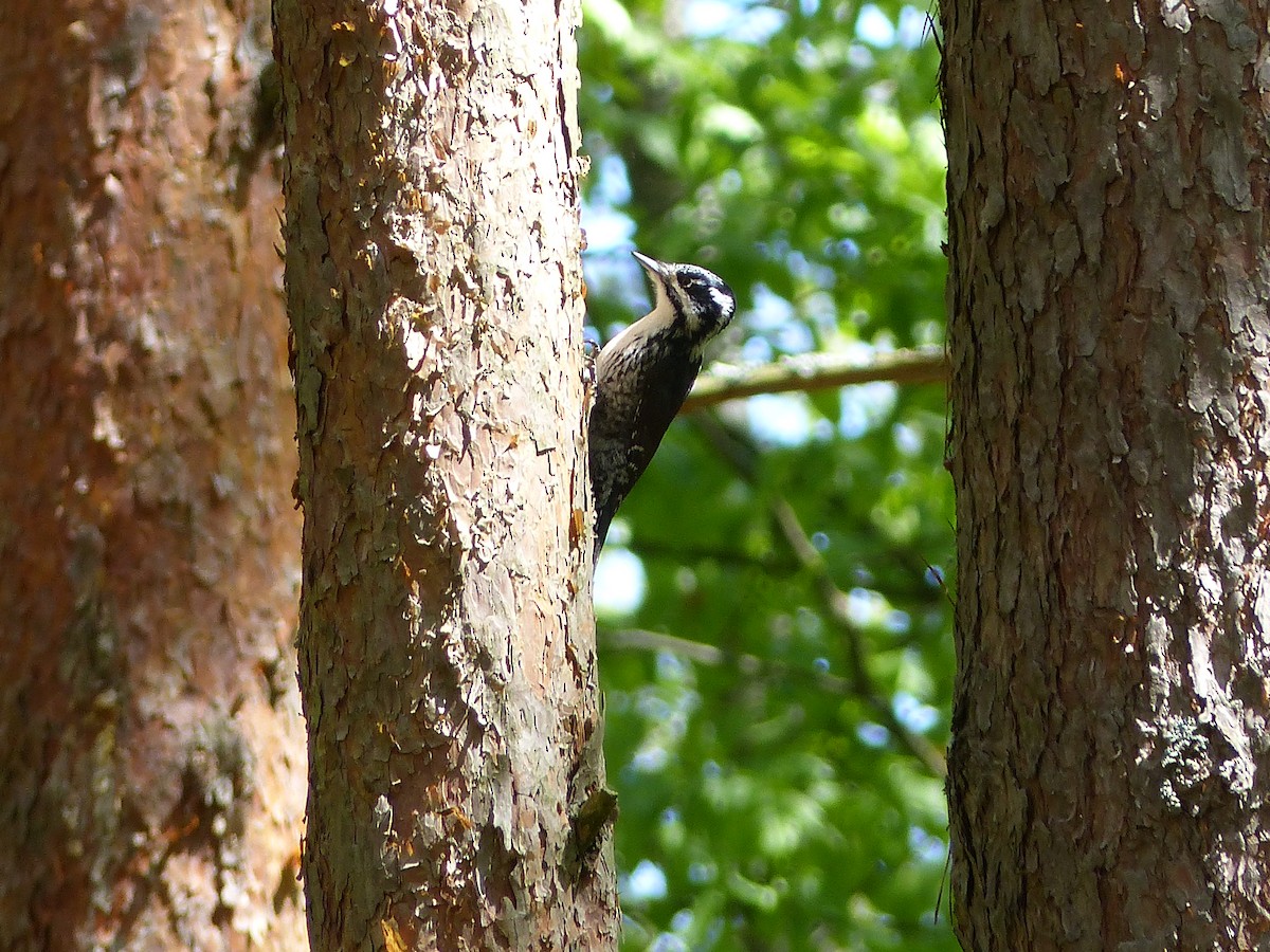 Eurasian Three-toed Woodpecker - ML618164341