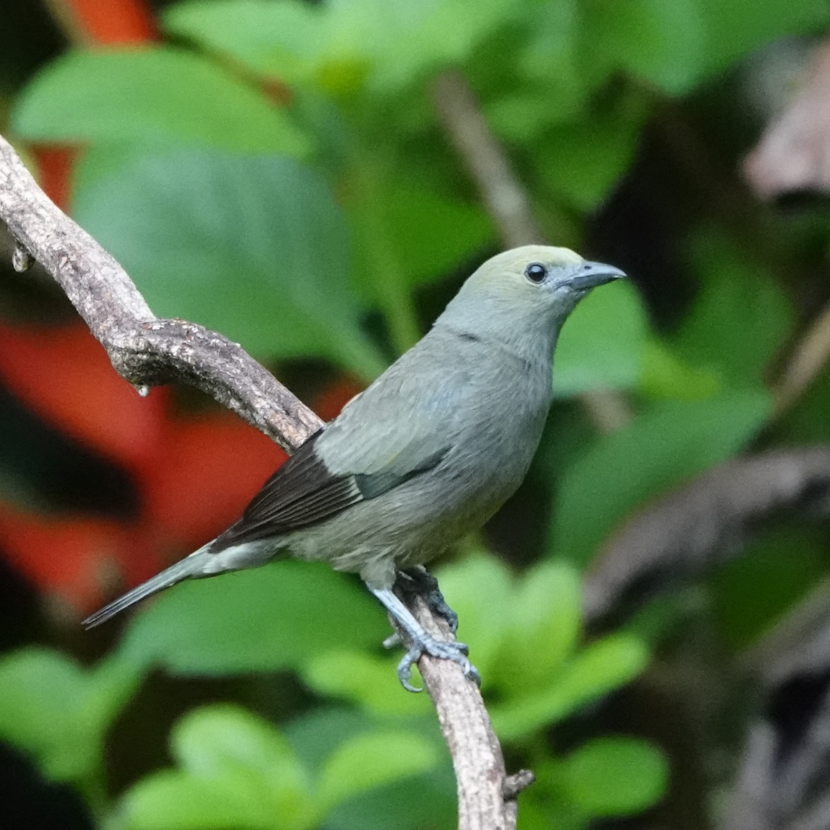 Palm Tanager - ML618164354