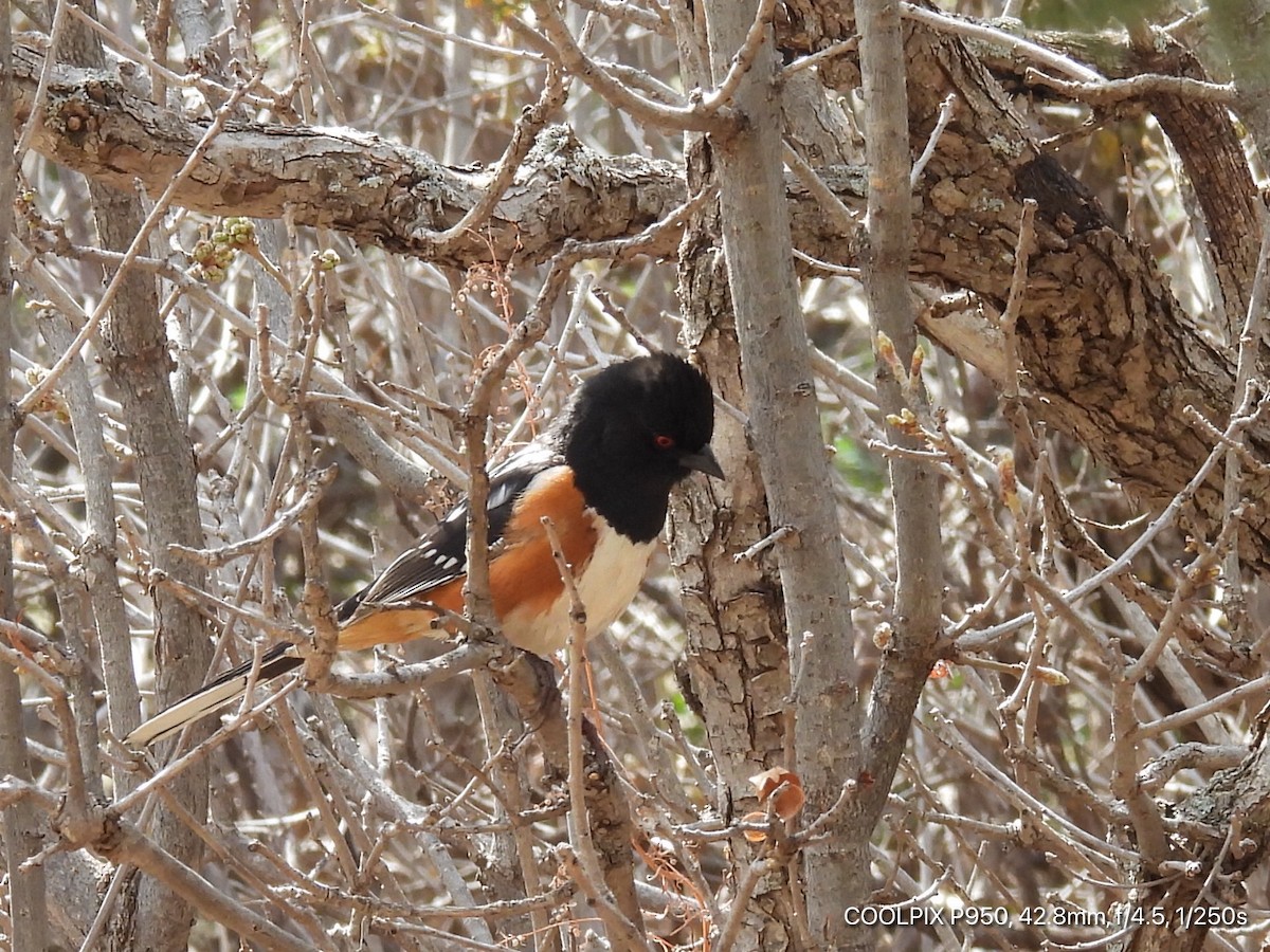 Spotted Towhee - ML618164394