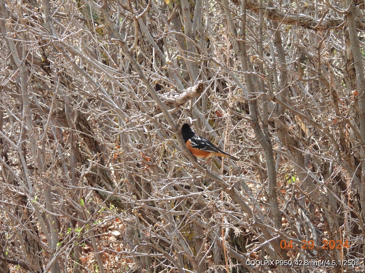 Spotted Towhee - ML618164395