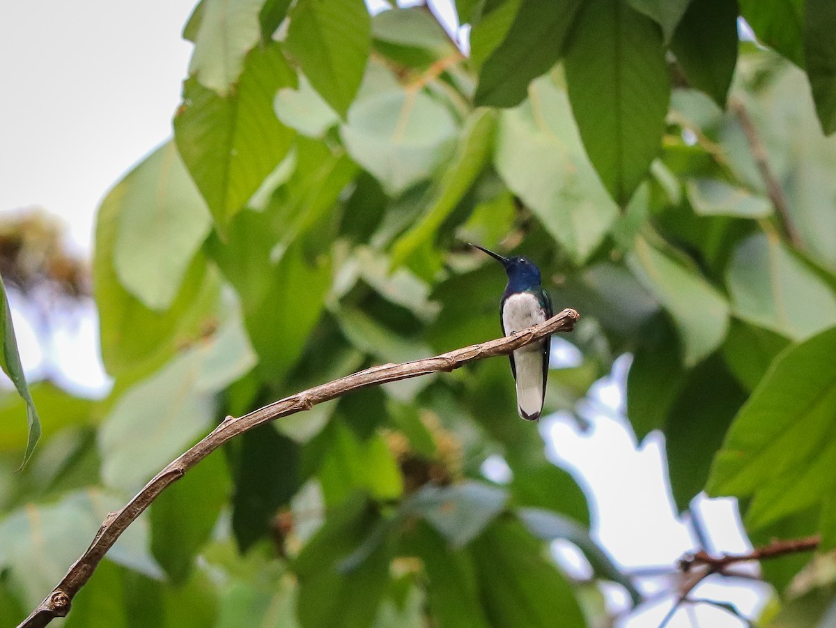 kolibřík bělokrký - ML618164428