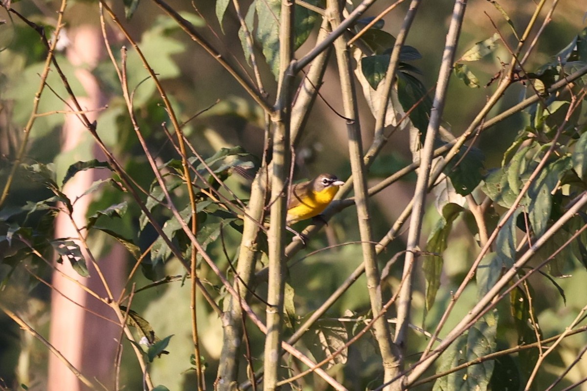 Yellow-breasted Chat - ML618164430