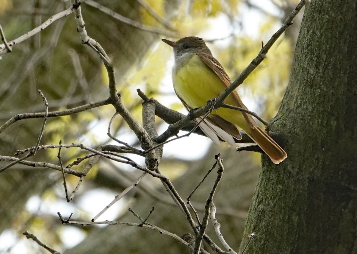 Great Crested Flycatcher - ML618164431