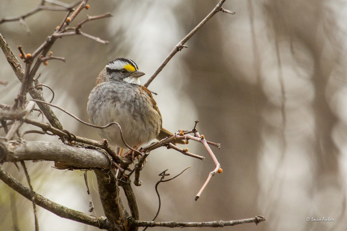 White-throated Sparrow - ML618164447