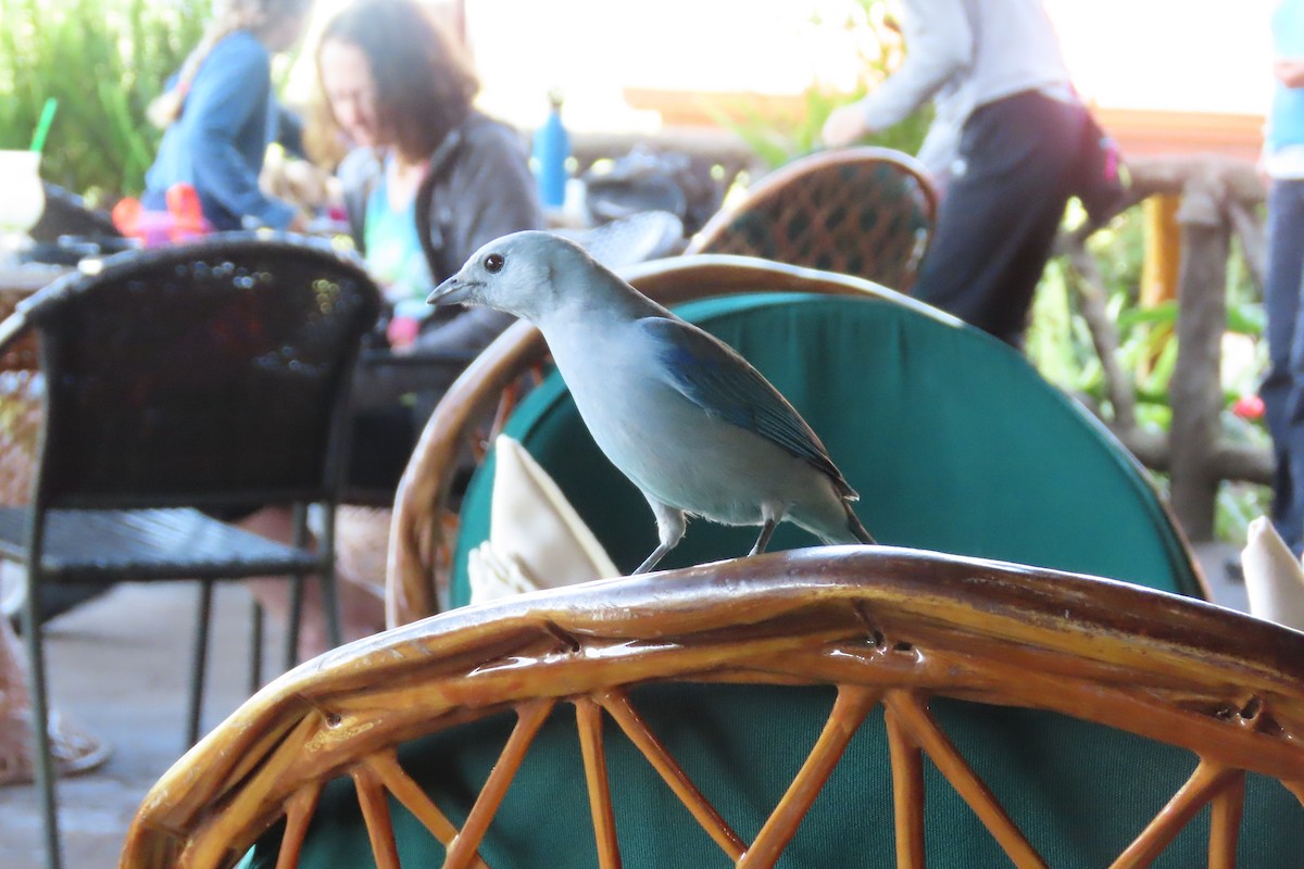 Blue-gray Tanager - ML618164483