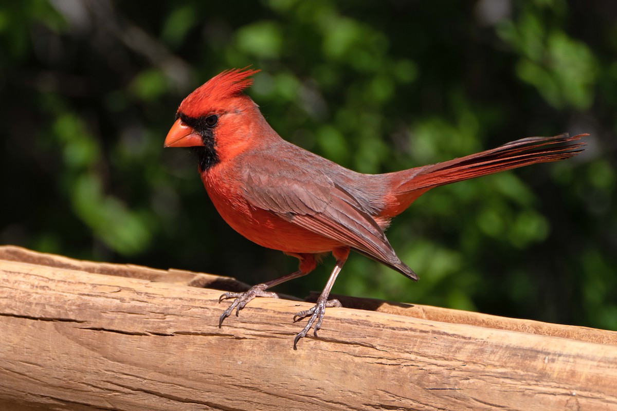 Cardinal rouge - ML618164505