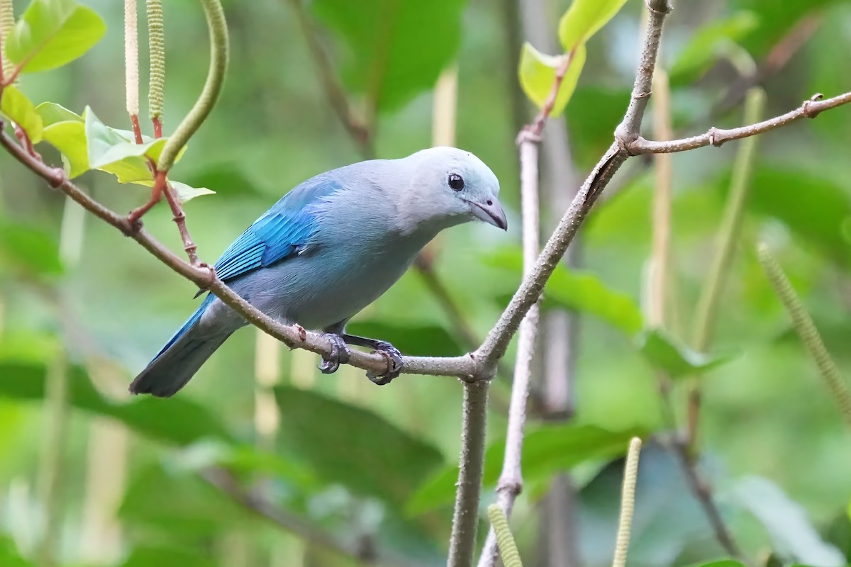 Blue-gray Tanager - ML618164520