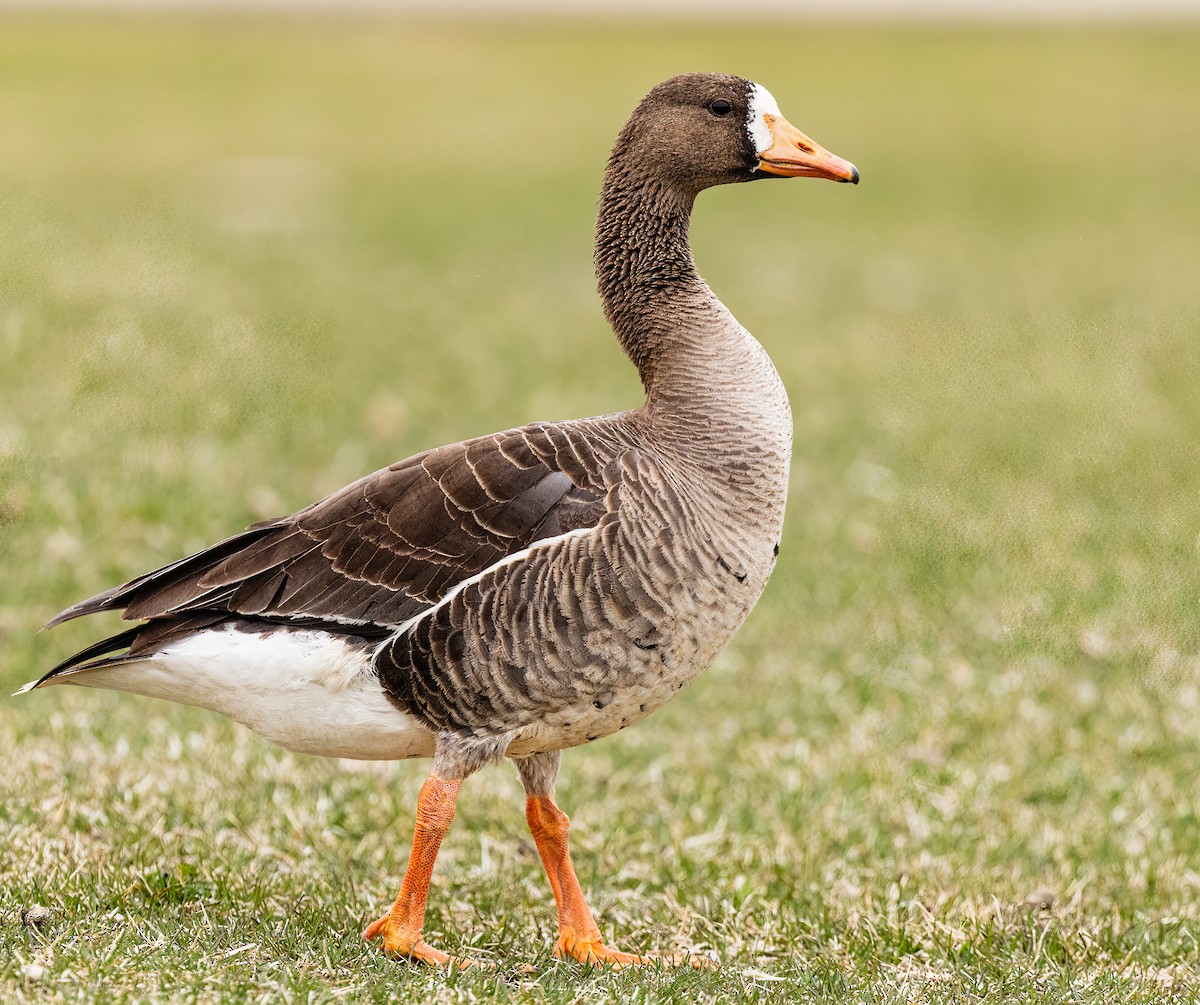 Greater White-fronted Goose - William Rideout