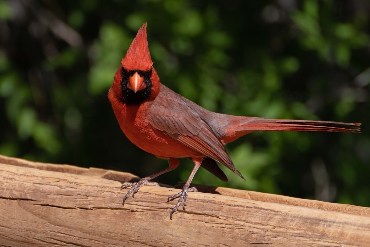 Cardinal rouge - ML618164551