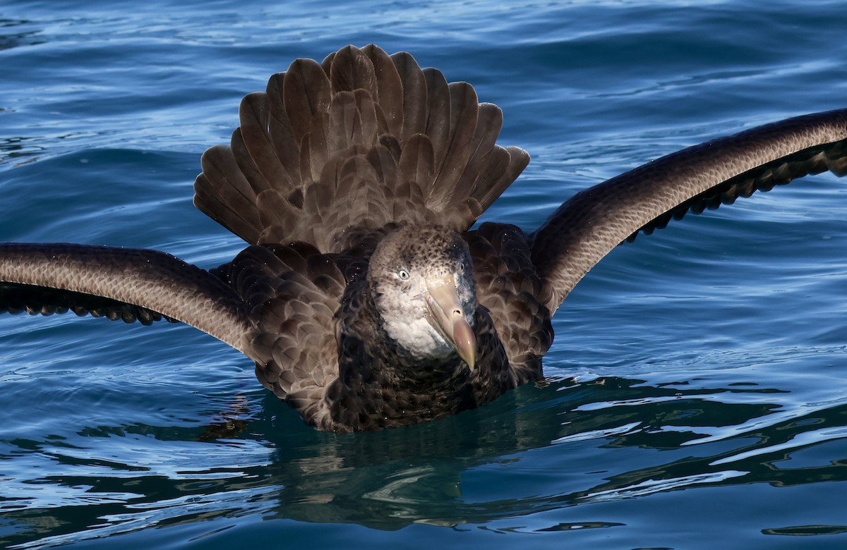 Northern Giant-Petrel - Anonymous