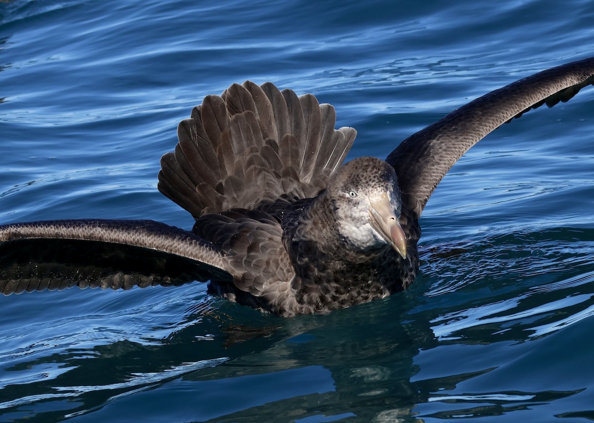 Northern Giant-Petrel - Anonymous
