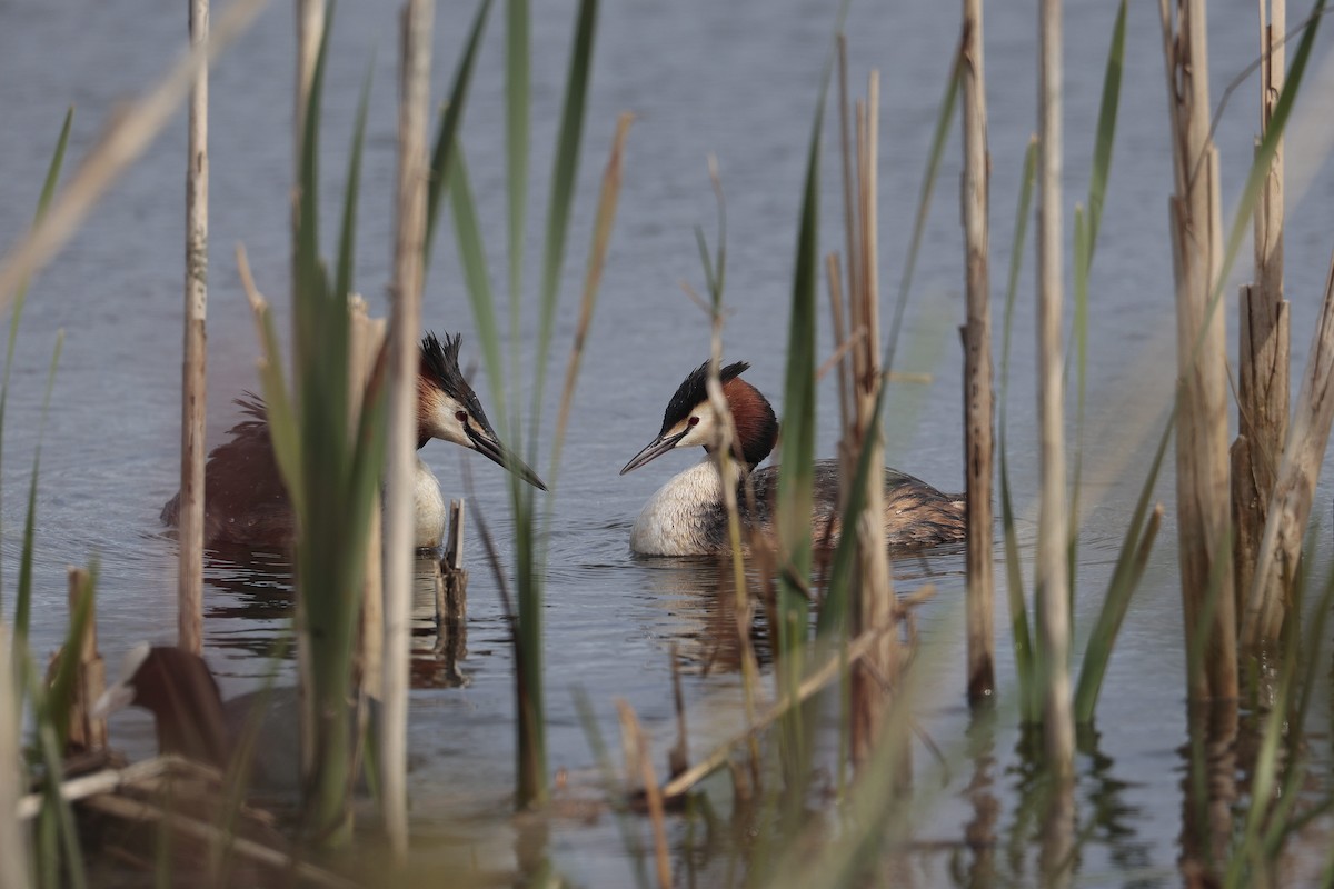 Great Crested Grebe - ML618164606