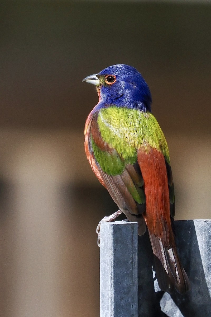 Painted Bunting - ML618164617