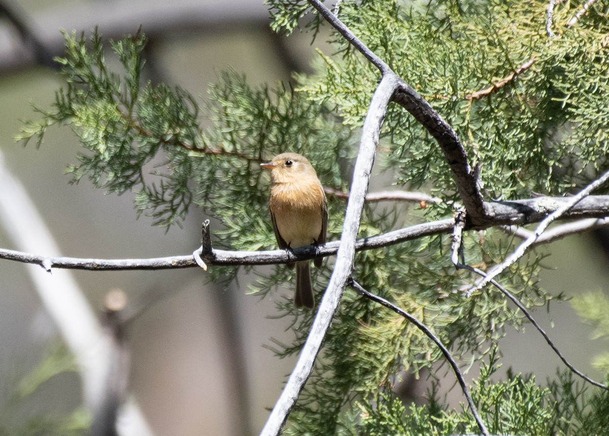 Buff-breasted Flycatcher - Henry  Trimpe