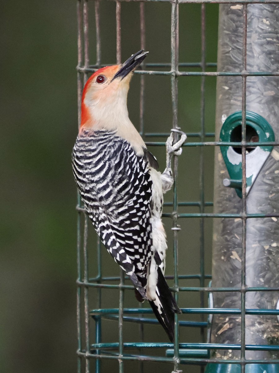 Red-bellied Woodpecker - ML618164643