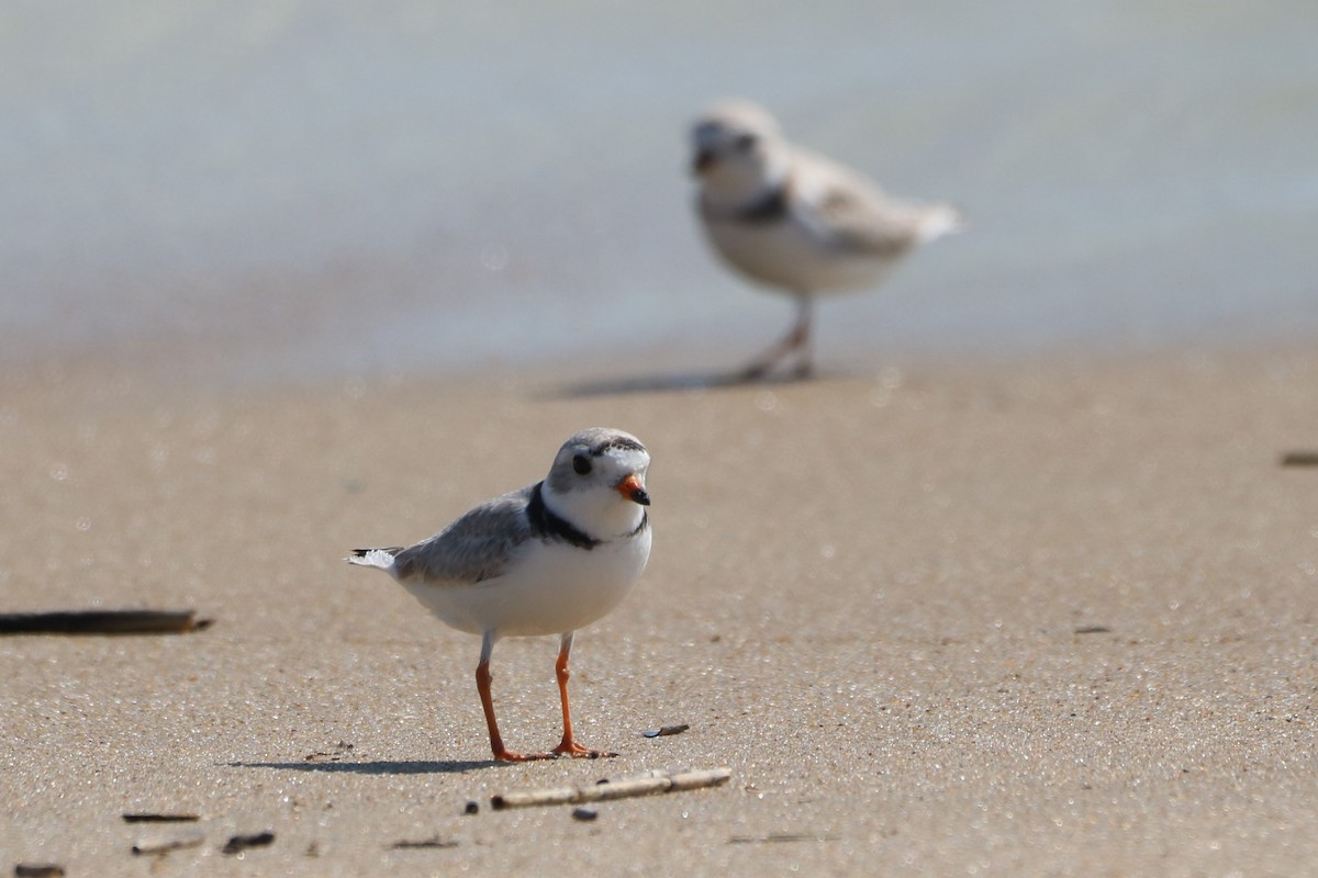 Piping Plover - ML618164645