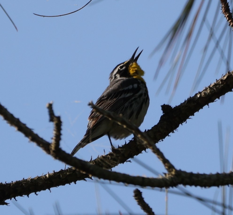 Yellow-throated Warbler - ML618164676