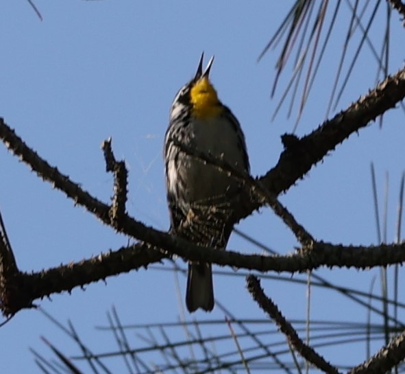Yellow-throated Warbler - ML618164677