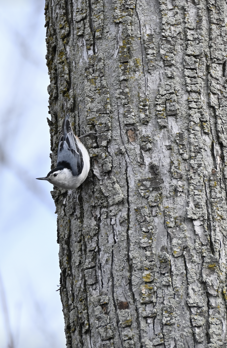 White-breasted Nuthatch - Sylvie Rioux