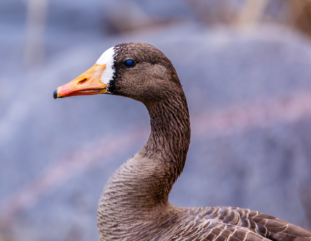 Greater White-fronted Goose - ML618164765