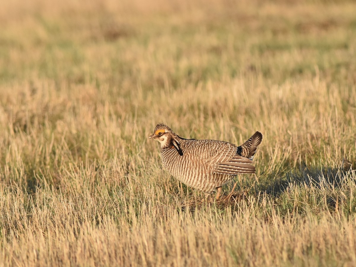 Lesser Prairie-Chicken - ML618164786