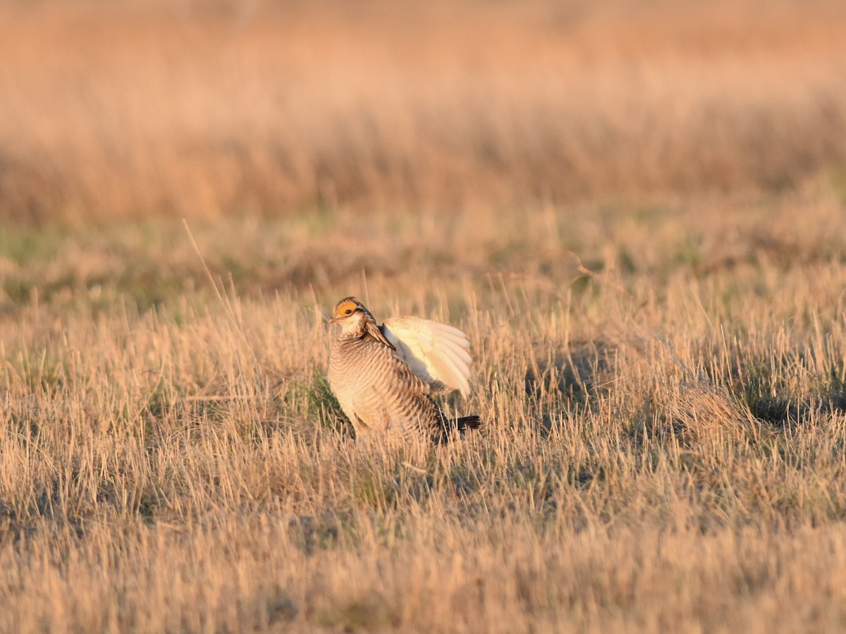 Lesser Prairie-Chicken - ML618164787