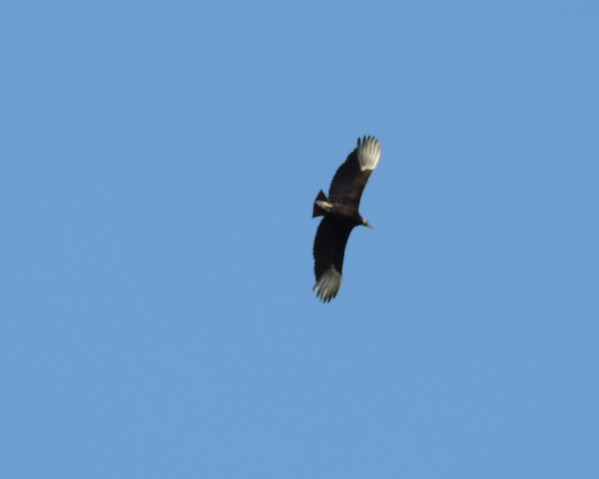 Black Vulture - ML618164815