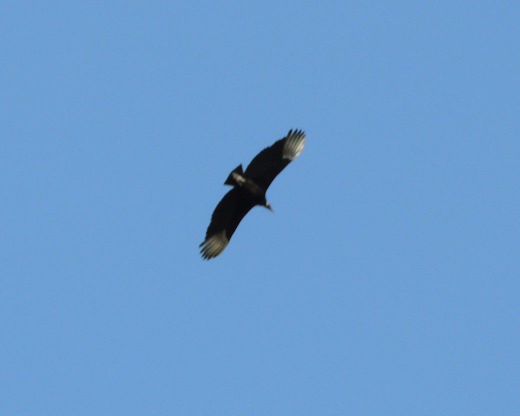 Black Vulture - ML618164816