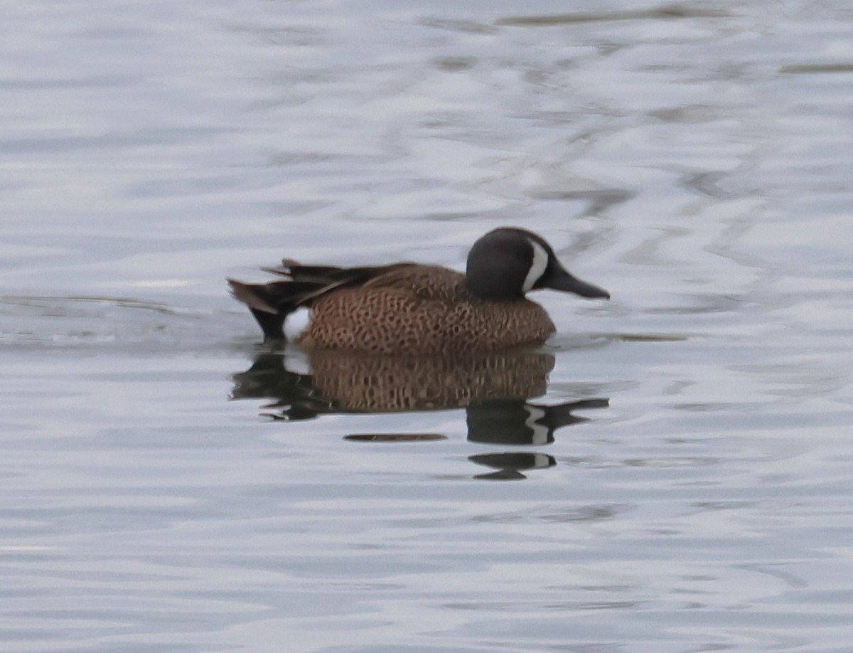 Blue-winged Teal - ML618164830